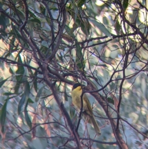 Lichenostomus melanops at Chiltern, VIC - 27 Mar 2022 08:35 AM