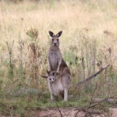 Macropus giganteus (Eastern Grey Kangaroo) at Molonglo Valley, ACT - 27 Mar 2022 by JimL