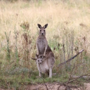 Macropus giganteus at Molonglo Valley, ACT - 27 Mar 2022