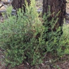 Persoonia rigida (Hairy Geebung) at Chiltern-Mt Pilot National Park - 26 Mar 2022 by Darcy