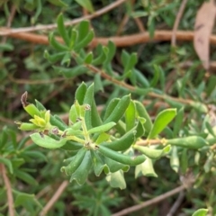 Persoonia rigida at Chiltern, VIC - 27 Mar 2022 08:48 AM