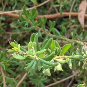 Persoonia rigida at Chiltern, VIC - 27 Mar 2022 08:48 AM