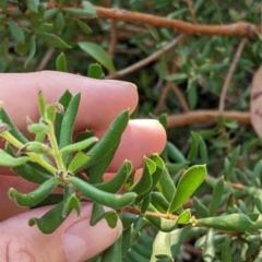 Persoonia rigida at Chiltern, VIC - 27 Mar 2022