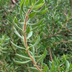 Persoonia rigida at Chiltern, VIC - 27 Mar 2022