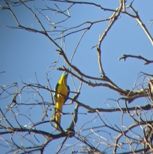 Neophema pulchella at Chiltern, VIC - 27 Mar 2022