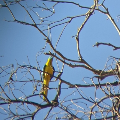 Neophema pulchella (Turquoise Parrot) at Chiltern-Mt Pilot National Park - 26 Mar 2022 by Darcy