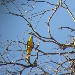 Neophema pulchella (Turquoise Parrot) at Chiltern, VIC - 26 Mar 2022 by Darcy