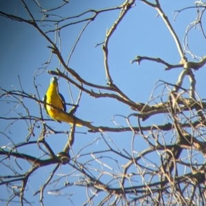 Neophema pulchella at Chiltern, VIC - 27 Mar 2022