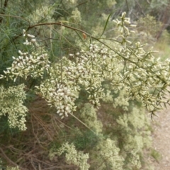 Cassinia quinquefaria (Rosemary Cassinia) at Queanbeyan West, NSW - 20 Mar 2022 by Paul4K