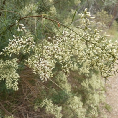 Cassinia quinquefaria (Rosemary Cassinia) at Queanbeyan West, NSW - 21 Mar 2022 by Paul4K