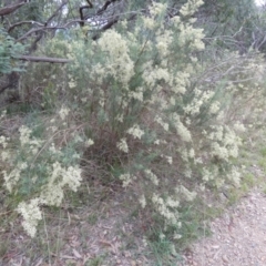 Cassinia quinquefaria at Queanbeyan West, NSW - 21 Mar 2022