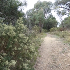 Cassinia quinquefaria at Queanbeyan West, NSW - 21 Mar 2022