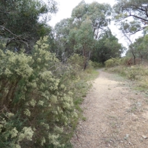 Cassinia quinquefaria at Queanbeyan West, NSW - 21 Mar 2022