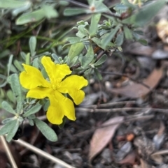 Hibbertia obtusifolia (Grey Guinea-flower) at Aranda Bushland - 27 Mar 2022 by JimL