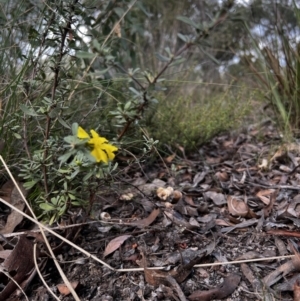 Hibbertia obtusifolia at Aranda, ACT - 27 Mar 2022