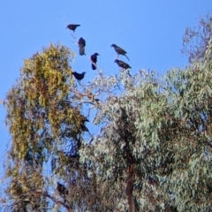 Corcorax melanorhamphos (White-winged Chough) at Chiltern, VIC - 27 Mar 2022 by Darcy