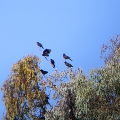 Corcorax melanorhamphos at Chiltern, VIC - 27 Mar 2022