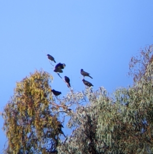 Corcorax melanorhamphos at Chiltern, VIC - 27 Mar 2022