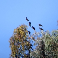 Corcorax melanorhamphos at Chiltern, VIC - 27 Mar 2022 09:11 AM