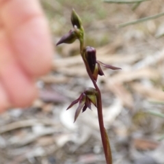 Corunastylis clivicola (Rufous midge orchid) at Queanbeyan West, NSW - 25 Mar 2022 by Paul4K