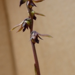 Corunastylis clivicola at Queanbeyan West, NSW - 25 Mar 2022