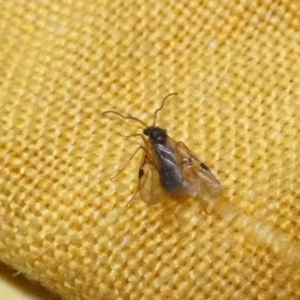 Pergidae sp. (family) at Boro, NSW - 22 Mar 2022