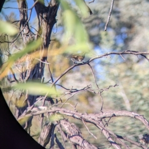 Pyrrholaemus sagittatus at Chiltern, VIC - 27 Mar 2022 09:20 AM