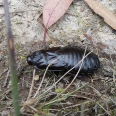 Panesthia australis (Common wood cockroach) at Boro, NSW - 23 Mar 2022 by Paul4K