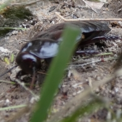 Panesthia australis at Boro, NSW - suppressed