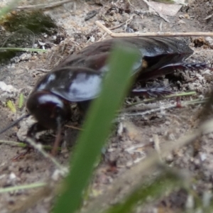 Panesthia australis at Boro, NSW - suppressed