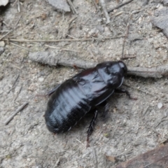 Panesthia australis at Boro, NSW - suppressed