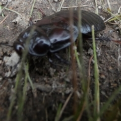 Panesthia australis at Boro, NSW - suppressed