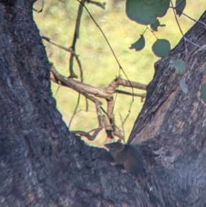 Antechinus flavipes at Chiltern, VIC - 27 Mar 2022 09:37 AM