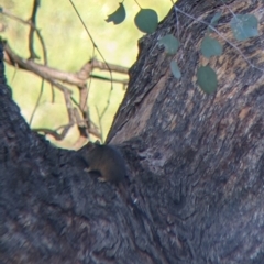 Antechinus flavipes at Chiltern, VIC - 27 Mar 2022 09:37 AM