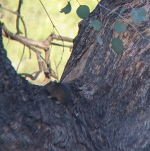 Antechinus flavipes at Chiltern, VIC - 27 Mar 2022 09:37 AM