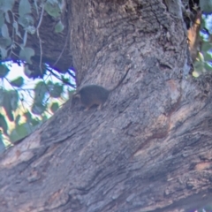 Antechinus flavipes at Chiltern, VIC - 27 Mar 2022 09:37 AM