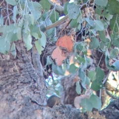 Antechinus flavipes at Chiltern, VIC - 27 Mar 2022 09:37 AM