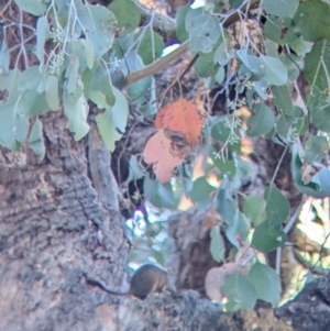 Antechinus flavipes at Chiltern, VIC - 27 Mar 2022 09:37 AM