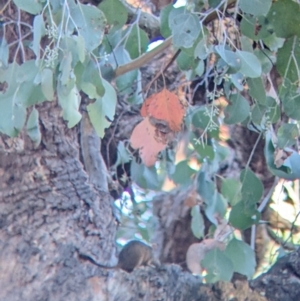 Antechinus flavipes at Chiltern, VIC - 27 Mar 2022