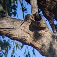 Antechinus flavipes at Chiltern, VIC - 27 Mar 2022