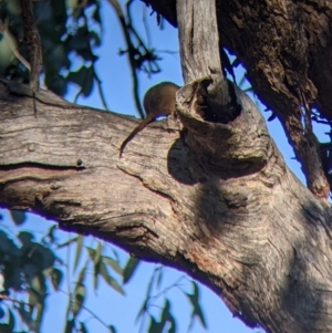 Antechinus flavipes at Chiltern, VIC - 27 Mar 2022 09:37 AM