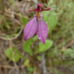 Eriochilus magenteus (Magenta Autumn Orchid) at Boro - 23 Mar 2022 by Paul4K