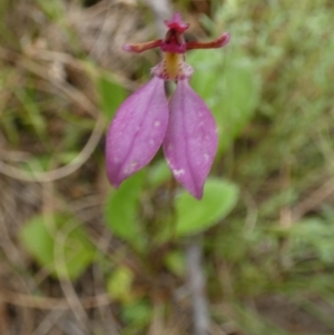 Eriochilus magenteus at Boro, NSW - 23 Mar 2022