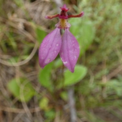 Eriochilus magenteus (Magenta Autumn Orchid) at Boro, NSW - 23 Mar 2022 by Paul4K