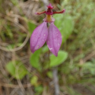 Eriochilus magenteus (Magenta Autumn Orchid) at Boro, NSW - 23 Mar 2022 by Paul4K