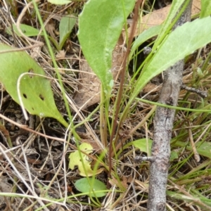 Eriochilus magenteus at Boro, NSW - 23 Mar 2022