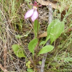 Eriochilus magenteus at Boro, NSW - 23 Mar 2022