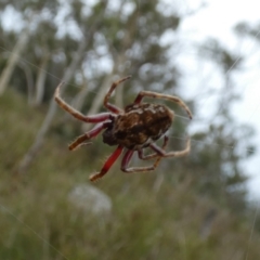 Unidentified Orb-weaving spider (several families) at Borough, NSW - 23 Mar 2022 by Paul4K