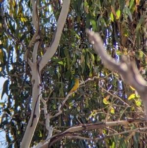 Neophema pulchella at Chiltern Valley, VIC - 27 Mar 2022