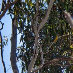 Neophema pulchella at Chiltern Valley, VIC - suppressed